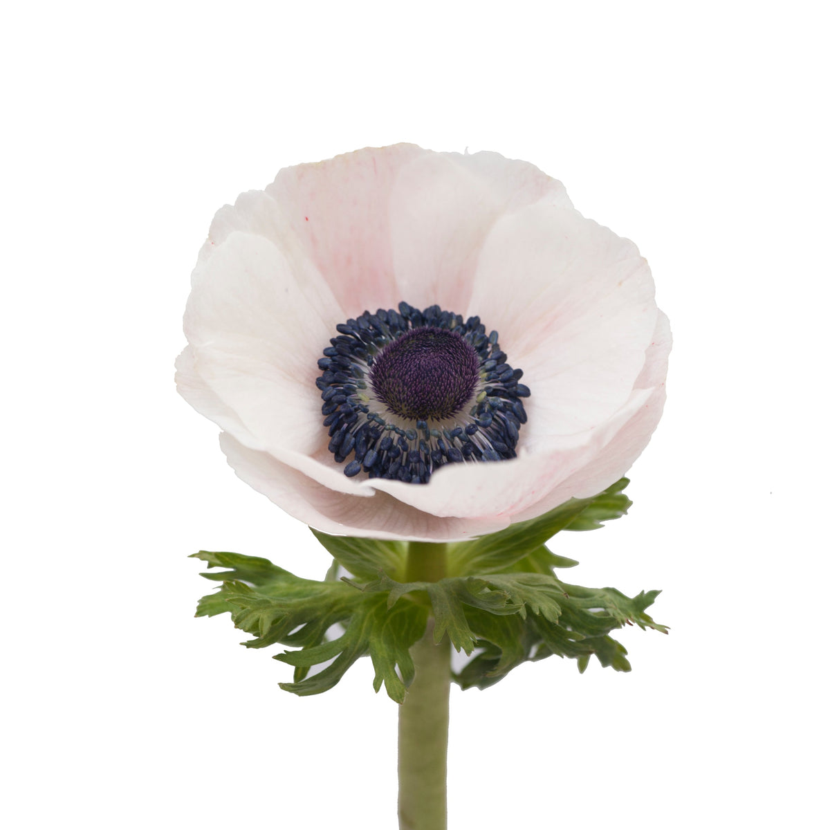 Single anemone stem from the stem bar at JJ's Flower Shop, Dunwoody