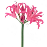 Nerine