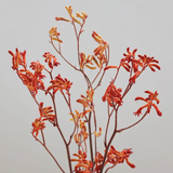 Kangaroo Paw Branch