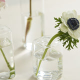 Flora Budvases