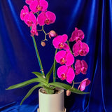 Potted Orchid