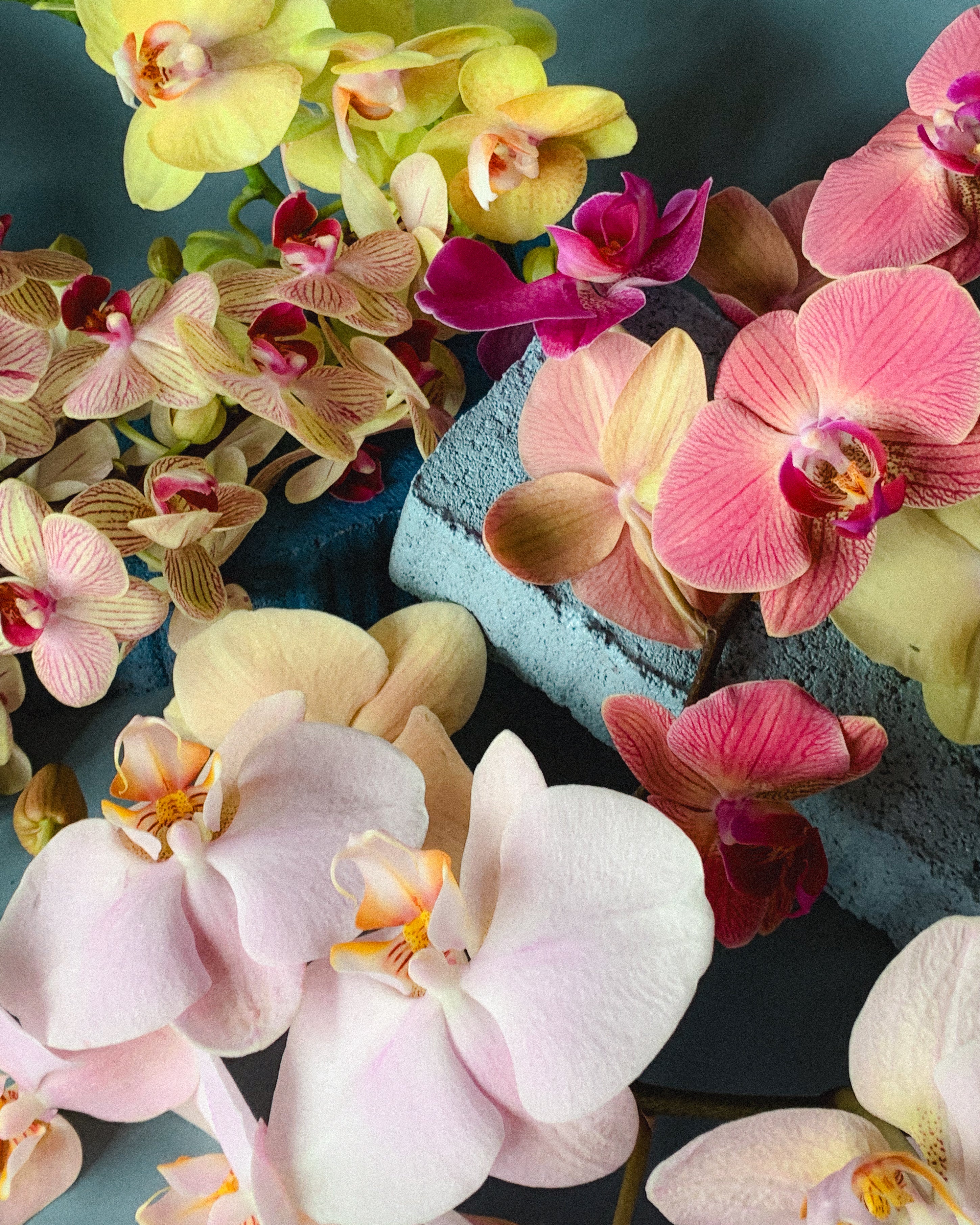 jjs-flower-shop-orchids-80.jpg