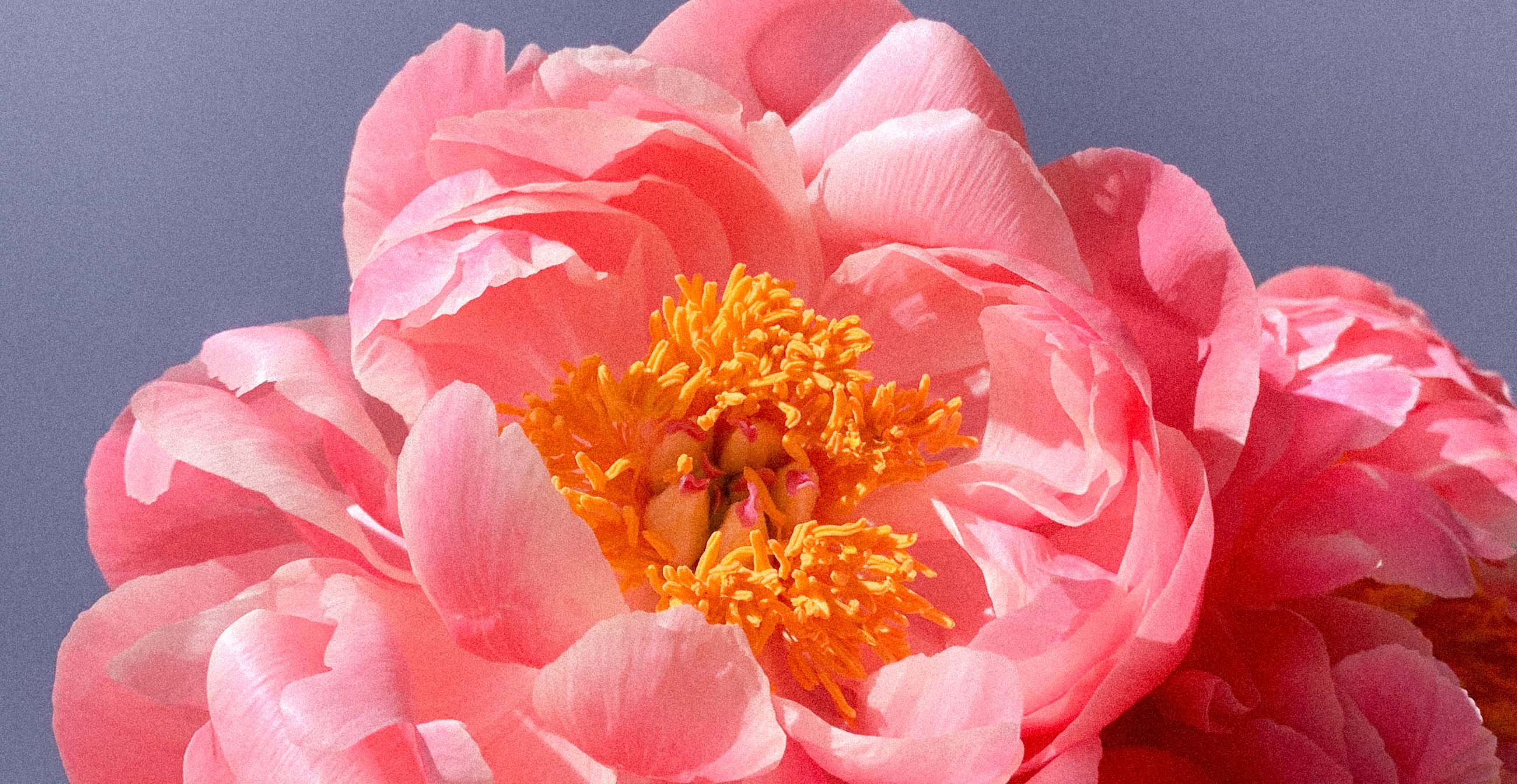Orange & Pink Multi Dried Flowers - A Makers' Studio Store, Edible Dried  Flowers