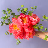 Peony Wrapped Bouquet- Limited Edition